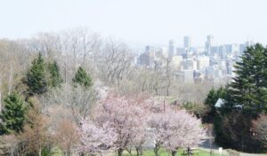 新桜並木と札幌の街並