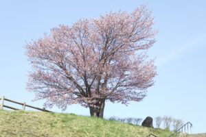 展望台一本桜