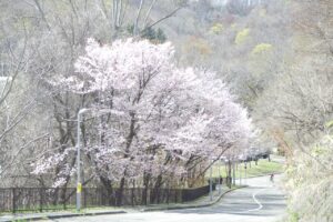 第一駐車場の桜