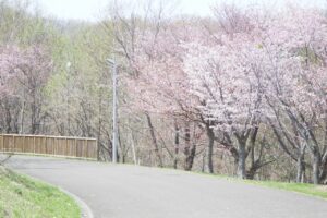 ピンクの色合いが違う桜