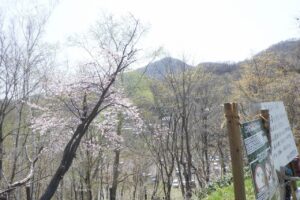 森の家近くの桜