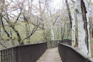 デッキ歩道の桜 