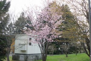 展望台デッキ近くの桜