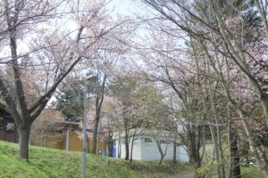 展望台デッキ近くの桜
