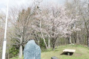 寺田京子句碑近くの桜
