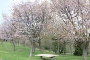 新桜並木とベンチ