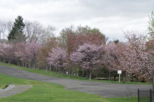 新桜並木