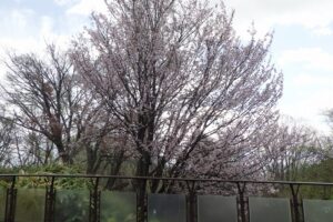 レストハウス東側の桜