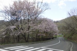 第一駐車場の桜