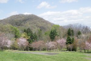 円山と新桜並木