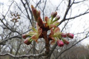 八重桜のつぼみ 