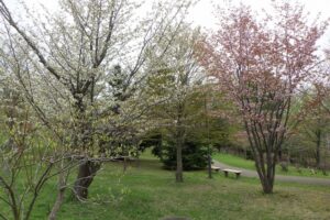 カスミザクラとエゾヤマザクラ