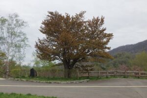 展望台の一本桜