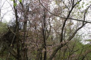 クリの木デッキ