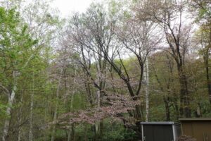 森の家裏の桜