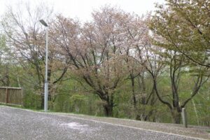 新桜並木の花びら散る