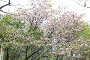 吊り橋の桜