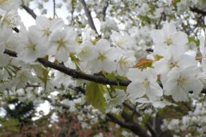 カスミザクラの花びら