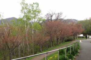 レストハウス東側の八重桜