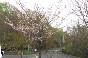 第二駐車場の桜