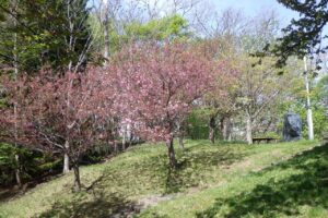 旭山記念公園の桜2025年5月11日八重桜寺田京子句碑裏側から
