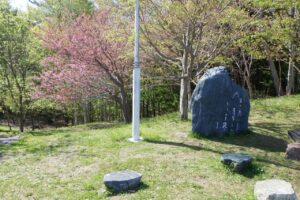 旭山記念公園の桜2025年5月11日寺田京子句前側から