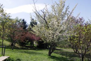 旭山記念公園の桜2025年5月11日新桜並木のカスミザクラ