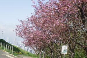 旭山記念公園の桜2025年5月11日八重桜並木レストハウス前から