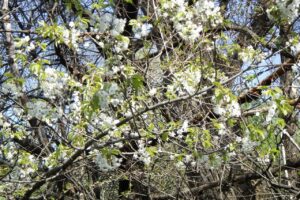 旭山記念公園の桜2025年5月11日セイヨウミザクラ