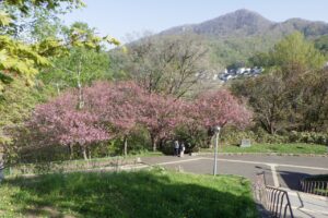 旭山記念公園の桜2025年5月11日藻岩山と