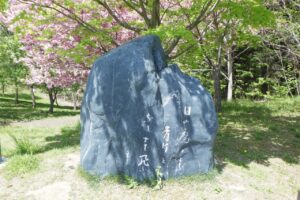 旭山記念公園の桜2025年5月16日10寺田京子句碑と背景に八重桜