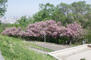 旭山記念公園の桜2025年5月16日11八重桜並木展望台から