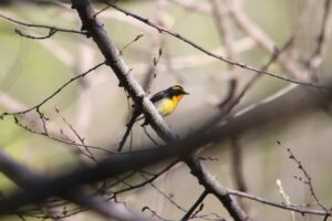 キビタキ雄2025年5月11日