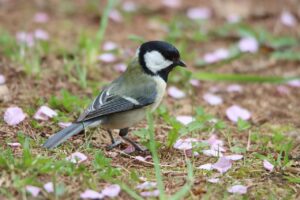 シジュウカラ2025年5月5日散り落ちた桜の花びらと
