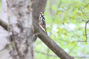 オオアカゲラ雄2025年5月11日