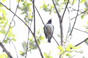 オオルリ雄2025年5月5日2正面