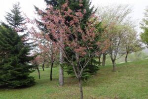 2025年5月10日桜の状況 (新桜並木の八重ザクラ)