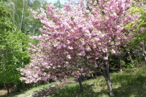 2025年5月17日桜の状況 (新寺田京子句碑近くの八重ザクラ)
