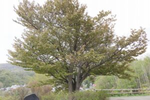 2025年5月9日桜の状況 (展望台の一本桜)