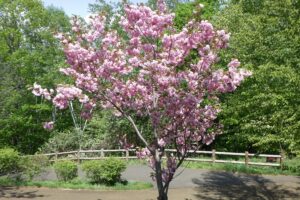 2025年5月17日桜の状況 (新桜並木の八重ザクラ)