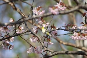 メジロ2025年5月5日サクジロー桜とメジロ