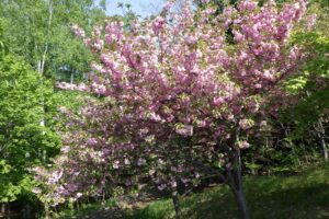 2025年5月19日桜の状況 (寺田京子句碑近くの八重ザクラ)
