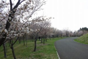 2025年5月2日桜の状況 (新桜並木)