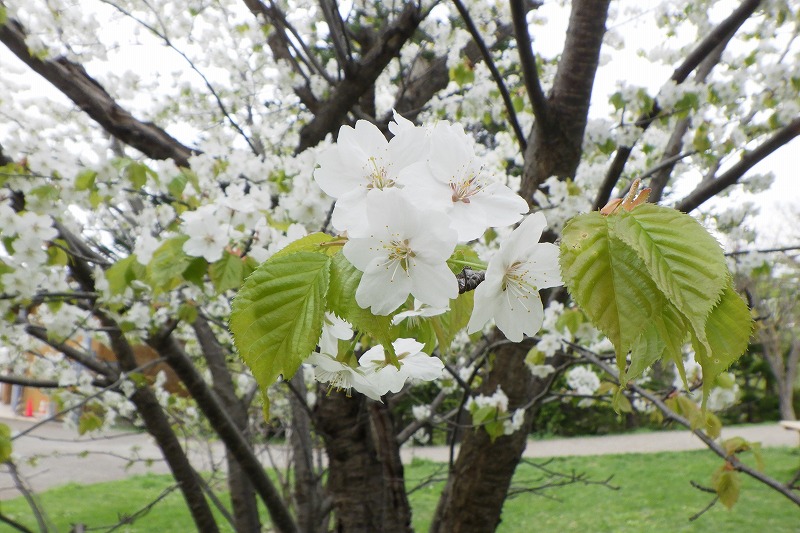 2025年5月9日桜の状況 (新桜並木のカスミザクラの花のアップ)