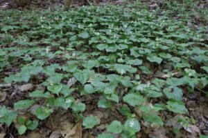 2025年5月19日桜の状況 (マイヅルソウの群生)