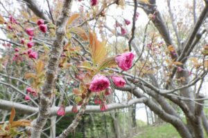 2025年5月9日桜の状況 (寺田京子句碑近くの八重桜の花のアップ)