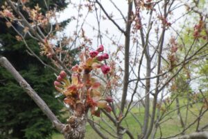 2025年5月6日桜の状況 (新桜並木の八重桜の花のアップ)