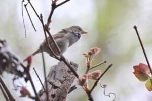 ウグイス2025年5月11日ホーホケキョ