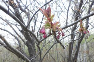 2025年5月5日桜の状況 (八重桜並木の花のアップ)
