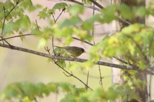 アオジ雄2025年5月11日